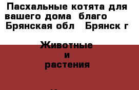 Пасхальные котята для вашего дома- благо!!!! - Брянская обл., Брянск г. Животные и растения » Кошки   . Брянская обл.,Брянск г.